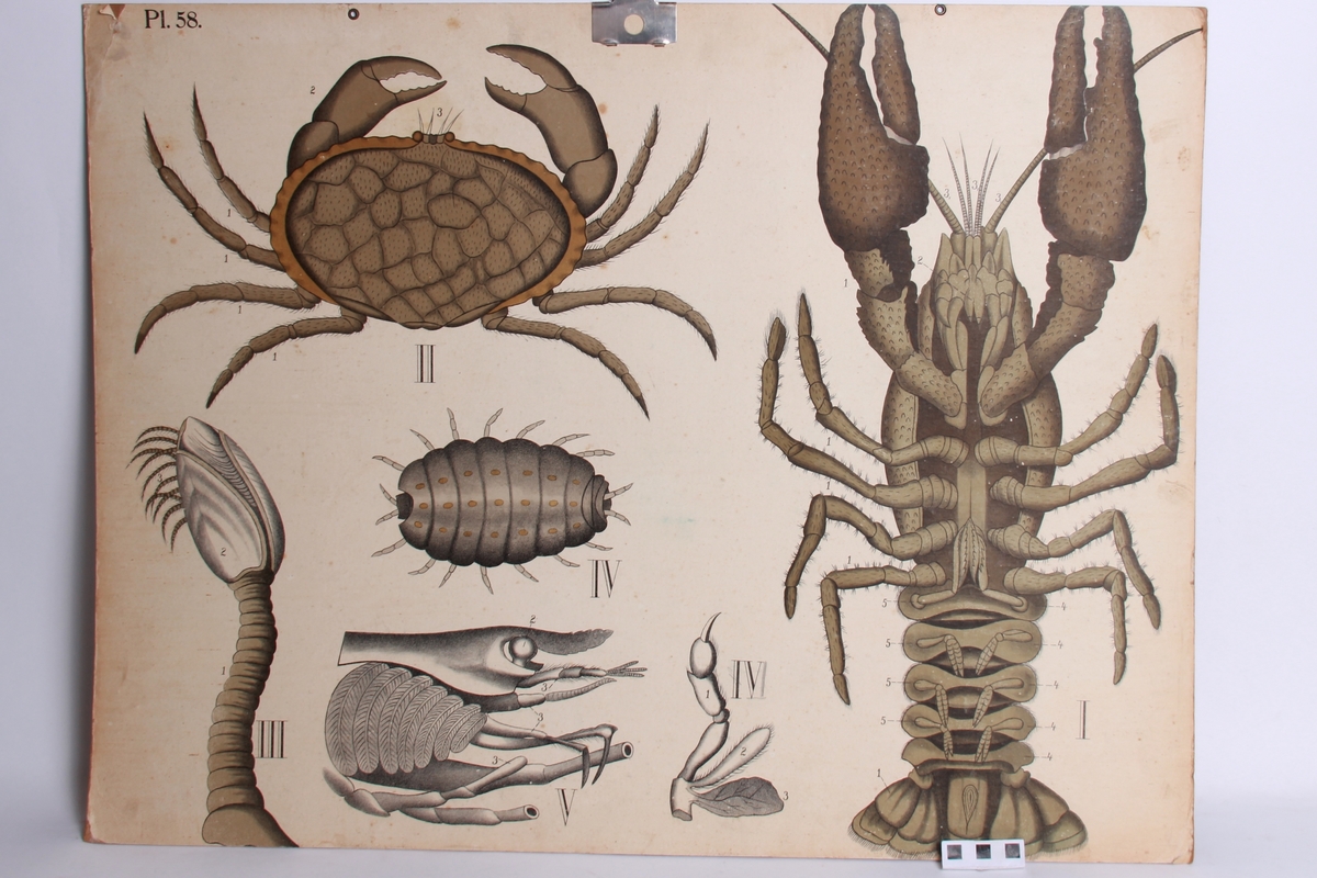 Detaljer av hummer og krabbe.