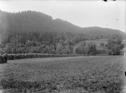 Fra Skjenalddalen. Eng med hesjer.