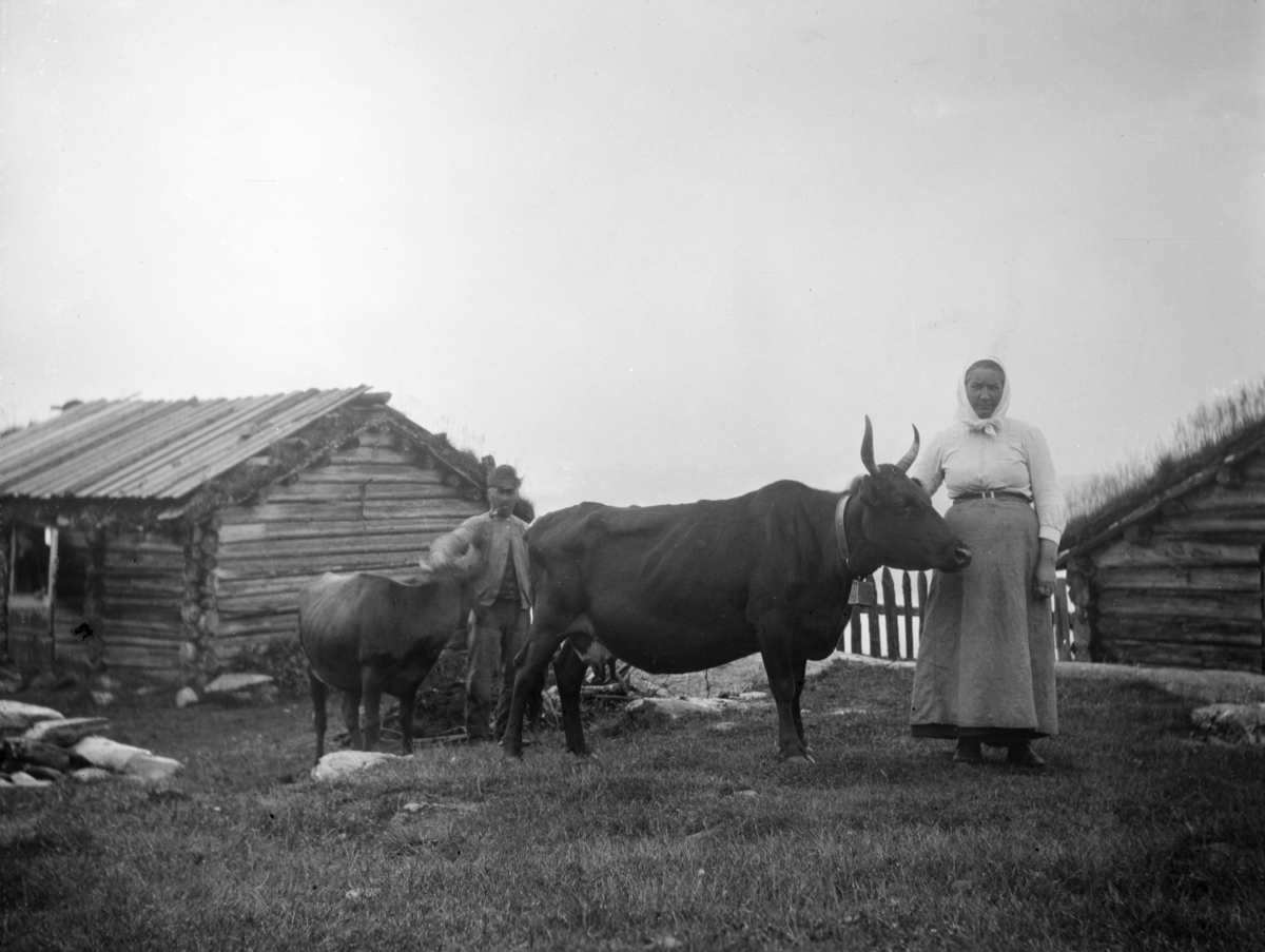 Kvinne og mann med hver sin ku.