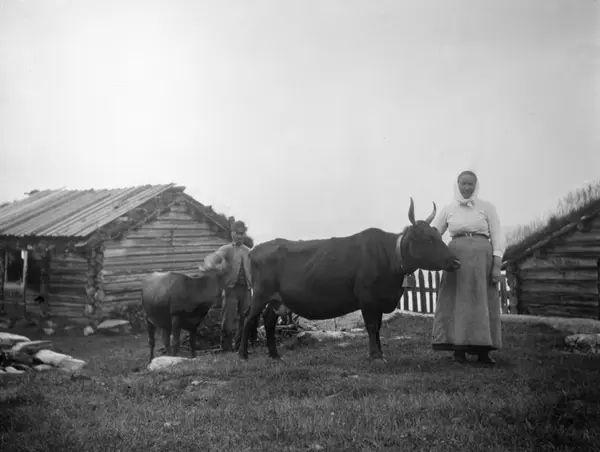 Kvinne og mann med hver sin ku.