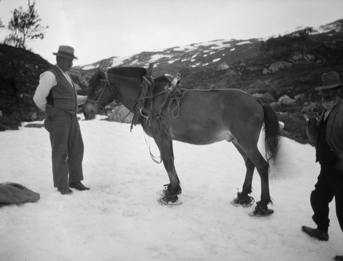 To mannfolk med en hest med truger, står på snøen i fjellet.