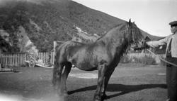 Mann holder en hest.