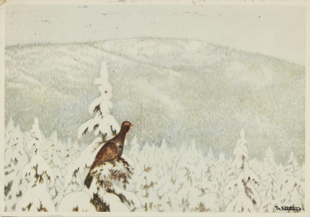 Postkort. Jule- og nyttårshilsen. Vintermotiv. En storfugl på toppen av en gran i vinterlandskap. Illustrert av Theodor Kittelsen. Stemplet 21.12.1948.