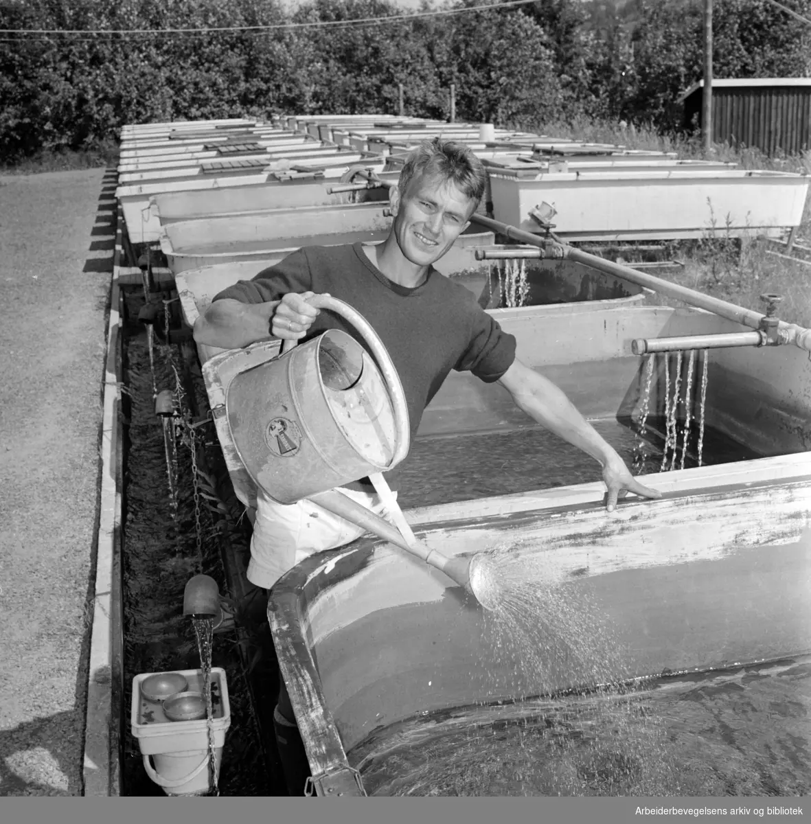 Sørkedalen. 270.000 settefisk i Sørkedalen. Bestyrer Andersen sørger for å holde husparasittene på regnbueørreten stangen. Juli 1967