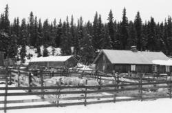Gammelskolla, sauesamling, 22.09.1969. seterbruk på Hedmarke