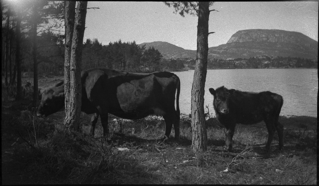 Arne Rasmussen og Korsvold på tur mellom Høle ved Høgsfjorden og Dansen, i innlandet vest for Høle. Det er bilder fra bading, klatring, kyr, landskap og bygder.