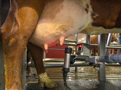 Mjølkerobot. Robot for mjølking av kyr. Storfe. Melking. Mel