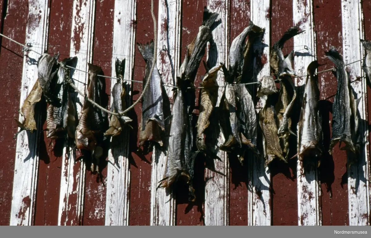 Foto av fisk hengende til tørk på en snor ved en sjøbod på fiskeværet Grip i Kristiansund kommune. Fotograf er Kjell Haug og er den som står bak samlingen med fargefoto/dias fra Kristiansund og Grip. Bildene dateres til omkring 1950-1970. Fra Nordmøre museums fotosamlinger.