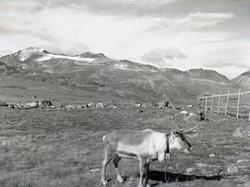 Frå reinslakt på Valdresflya.