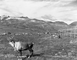 Reinslakt på Valdresflya.