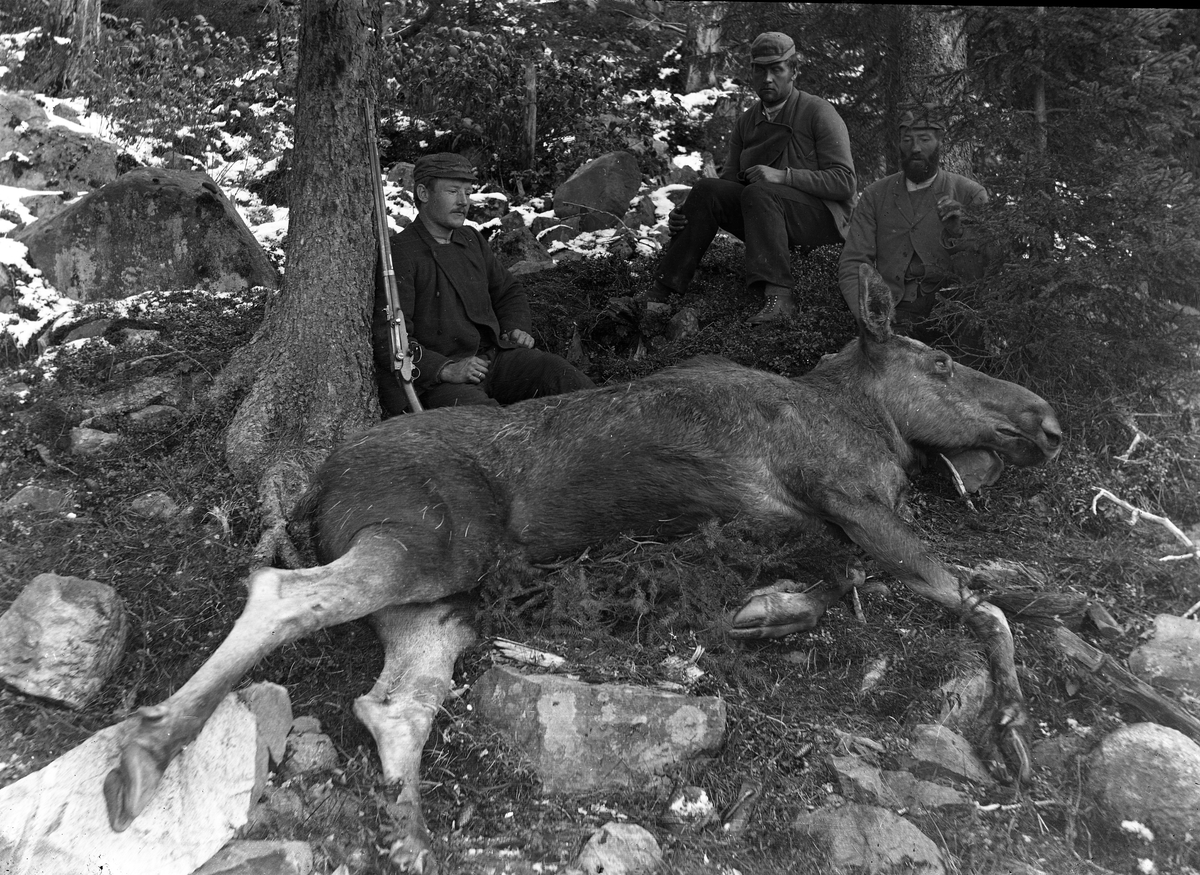 To menn med skutt elg