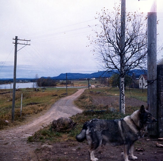 Utsikt från Åsen mot sjön Kläggen, Sörmark. Älghunden heter Topsy.