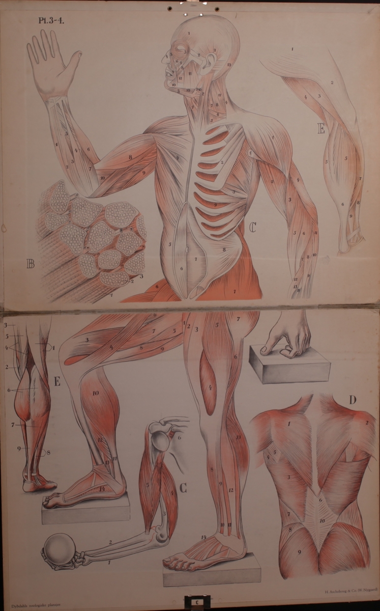 Musklene til menneskekroppen.
