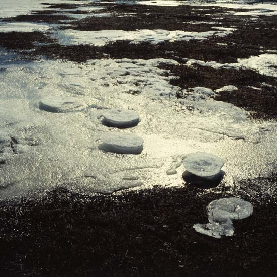 Upphöjda älgspår av is, våren 1982.