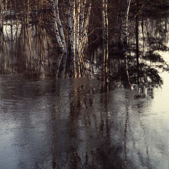 Björkar i vårvatten, 1982.