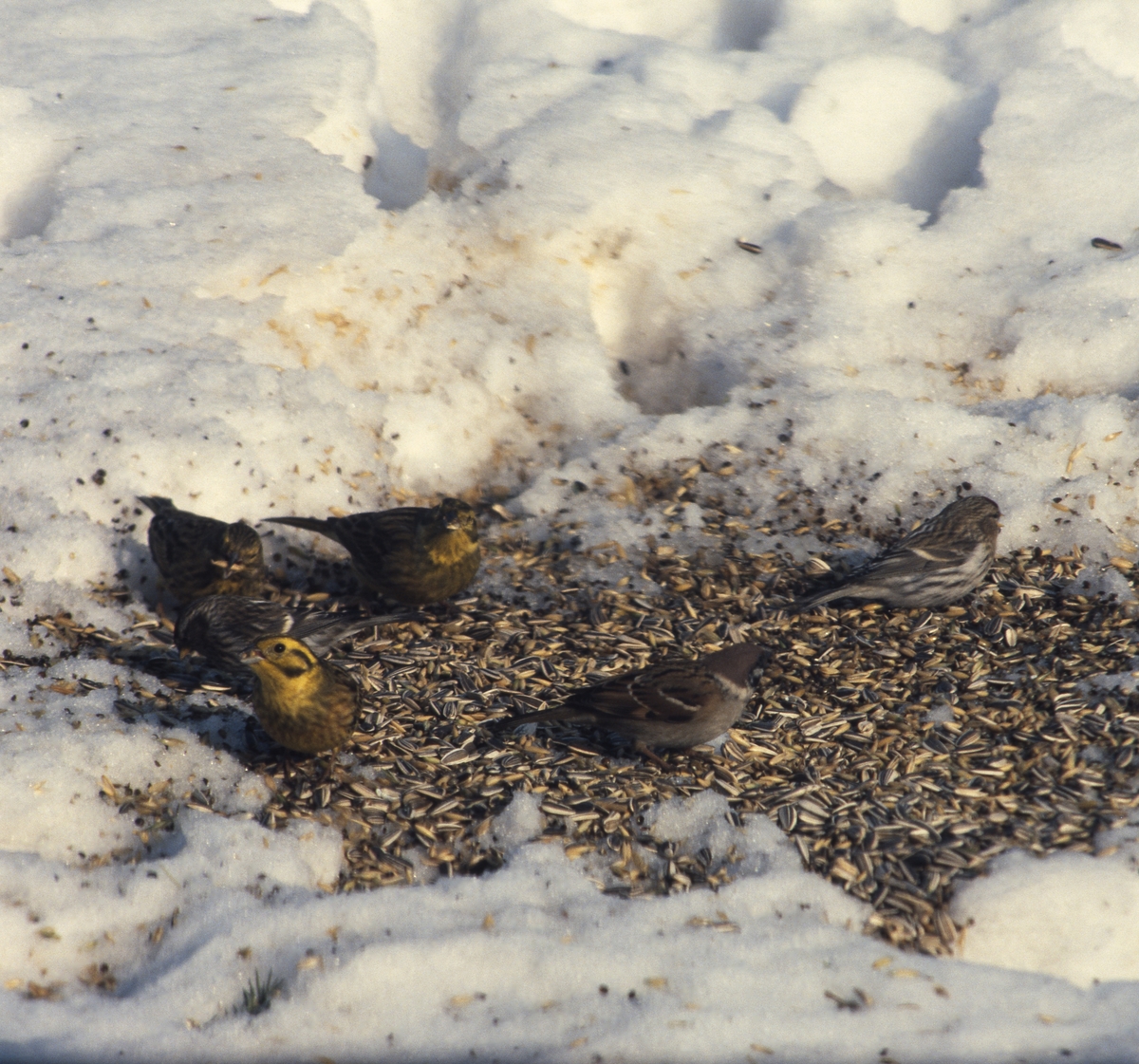 Gulsparvar och pilfinkar äter frön från snötäckt mark, mars 1986.