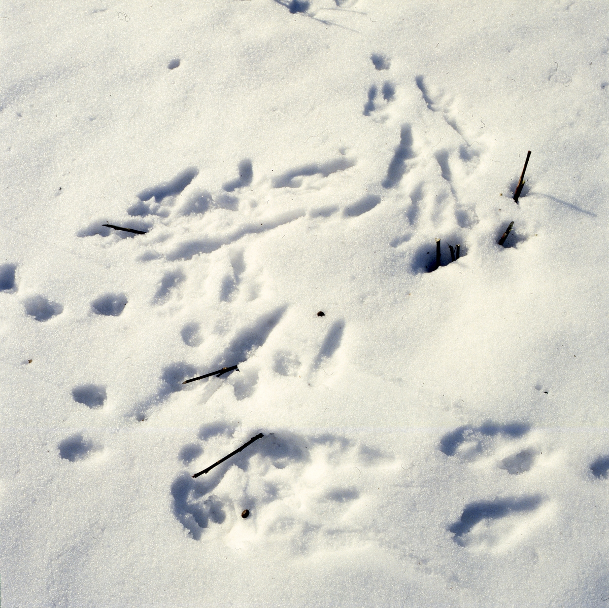 Djurspår i snö, troligen av hare och räv, april 1990.
