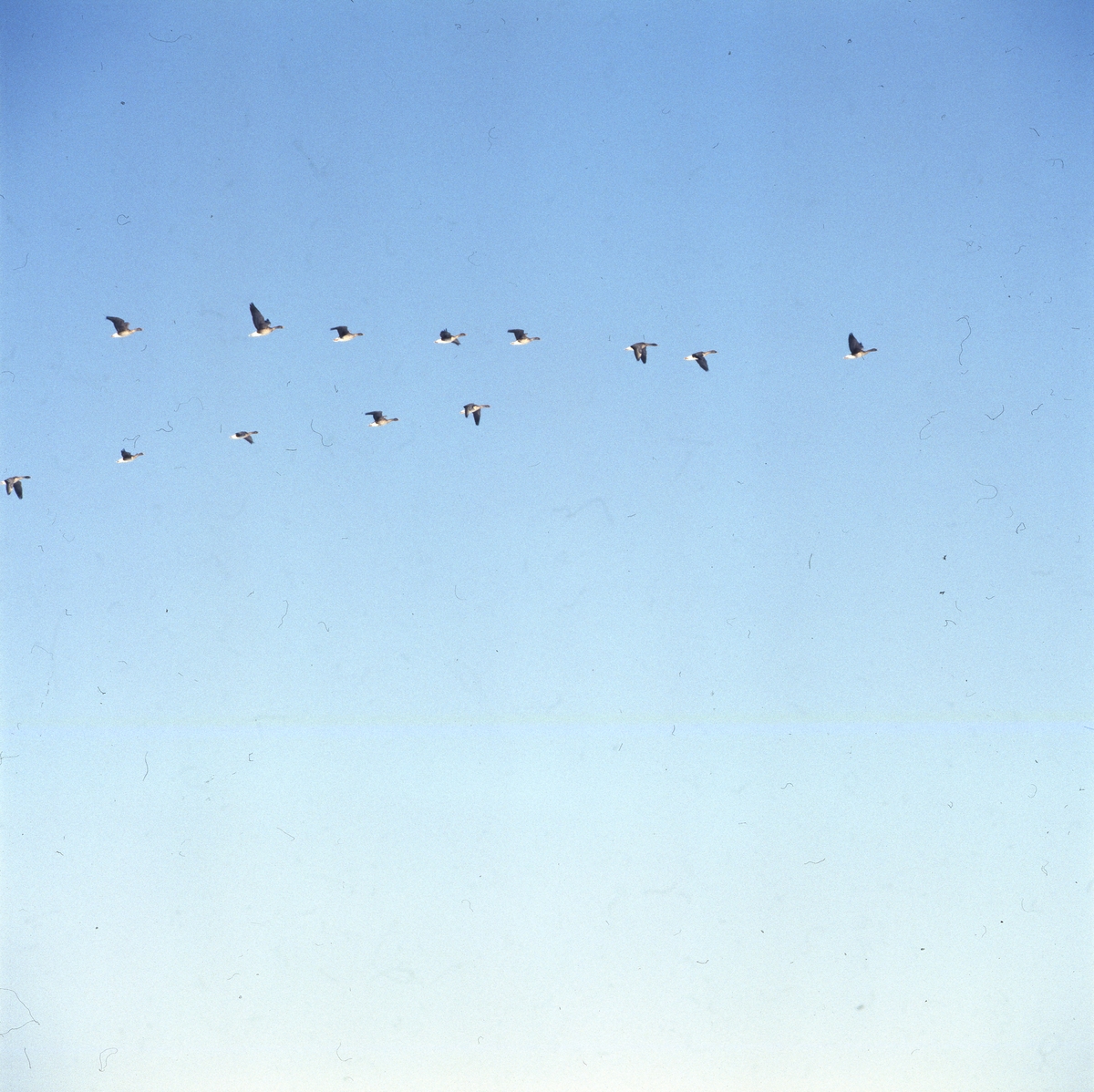 Flygande gäss mot blå himmel, Skåne 1 mars 1986.