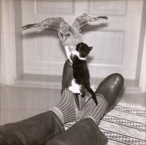 Ugglan Uggel Guggel och katten Kirre Mirre leker. Här inomhus på någons fötter, 1963.