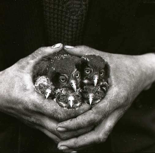 Pärluggla. Händer håller ungar, Mo 1962.