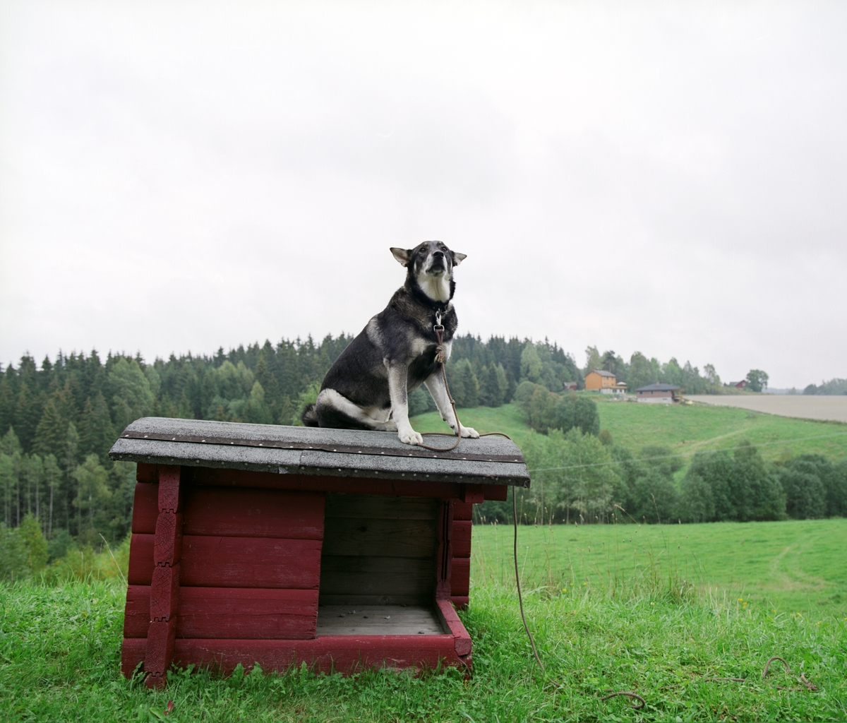 En hund sitter i line oppe på et hundehus.