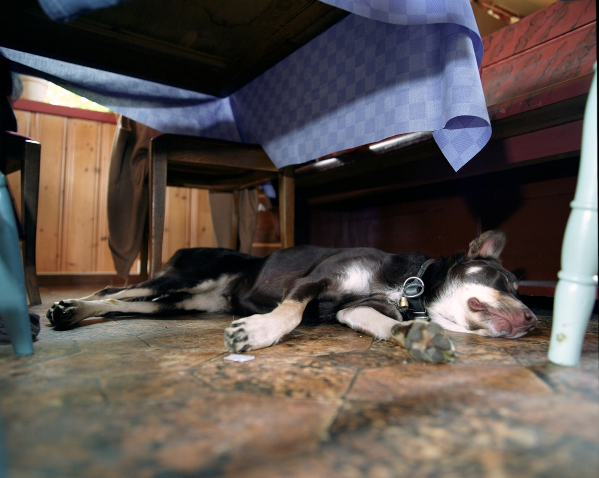 Hunden Ronja hviler seg under bordet i kjøkkenet