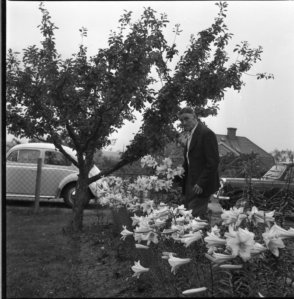 Karl Lööv i en trädgård i Mellby. I bakgrunden Stina Palms hus.