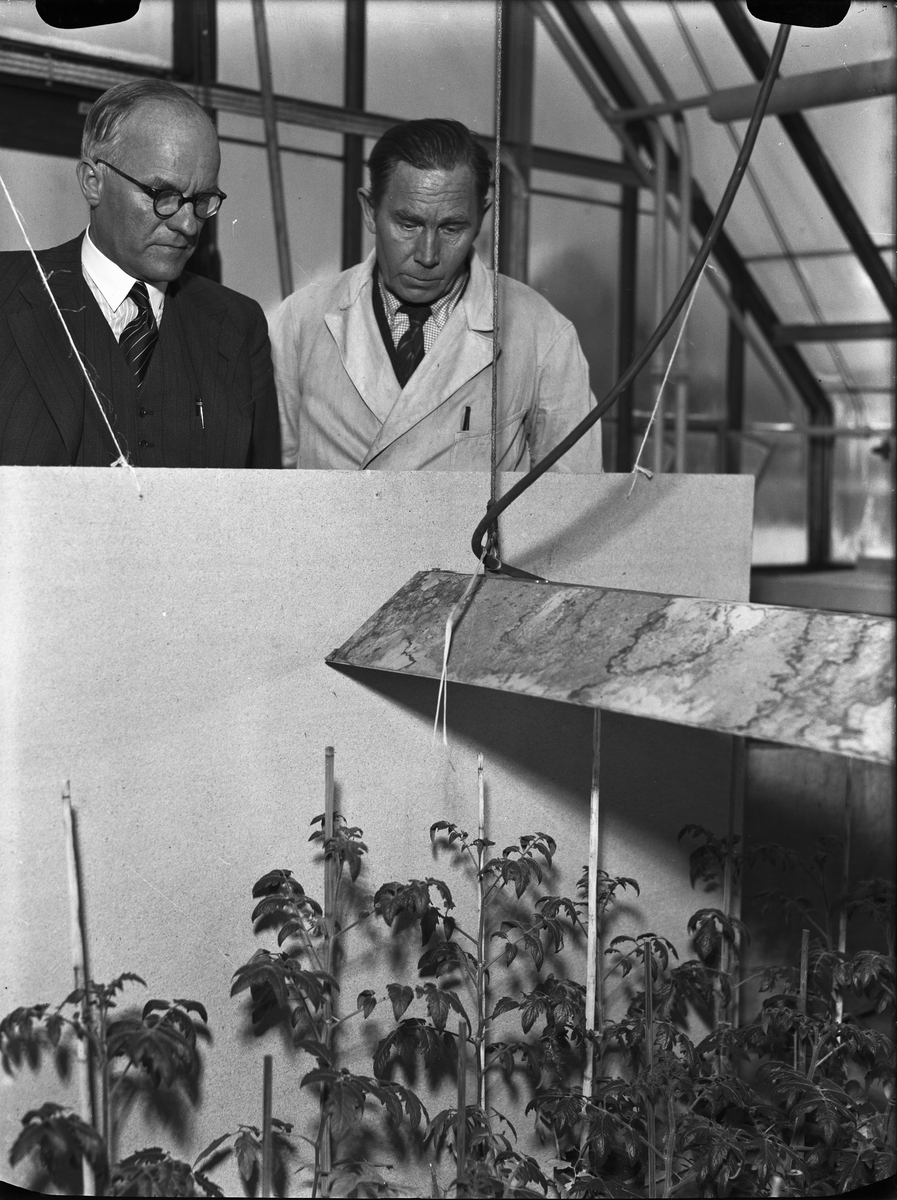 Professor Elias Melin och trädgårdsmästare Enoch Svensson "beskådande de belysta plantorna" i Botaniska trädgården