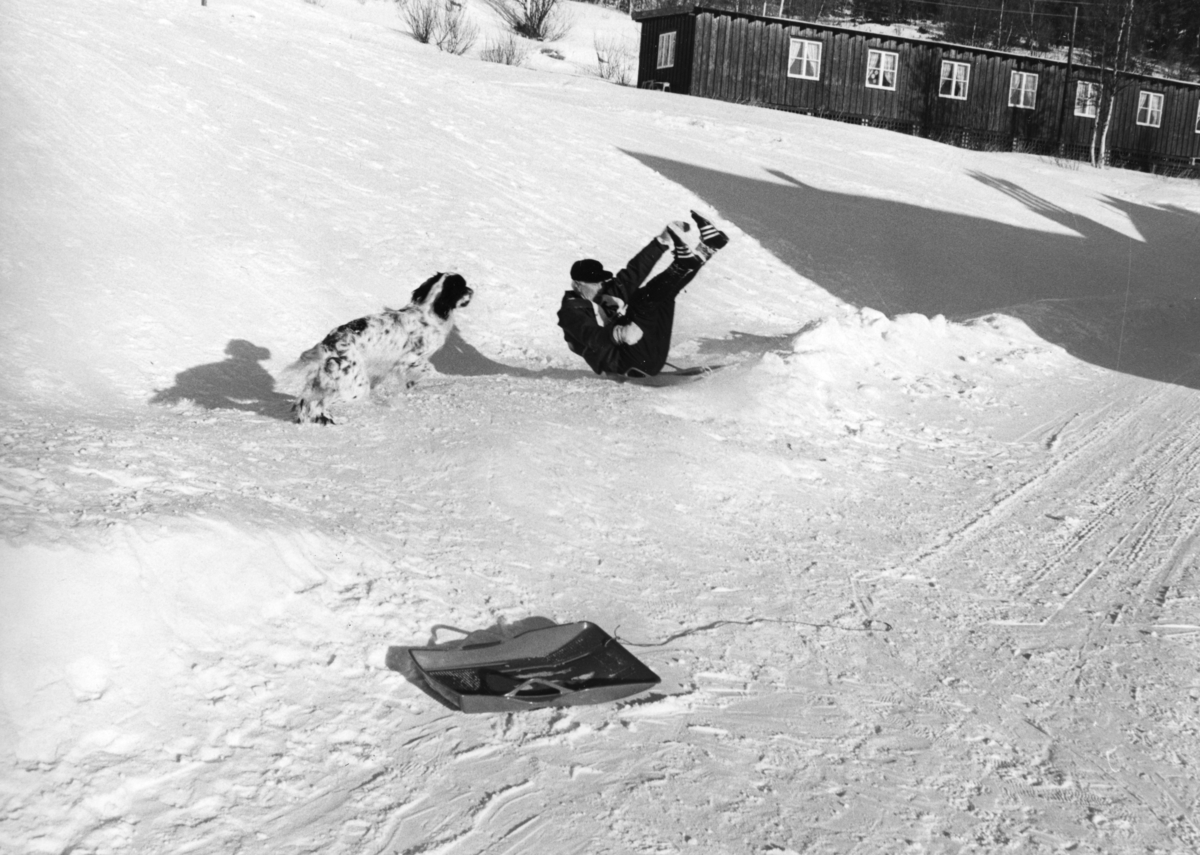 Kjell Aukrust på akebrett,med hund. Skjæringfjell, februar 1972