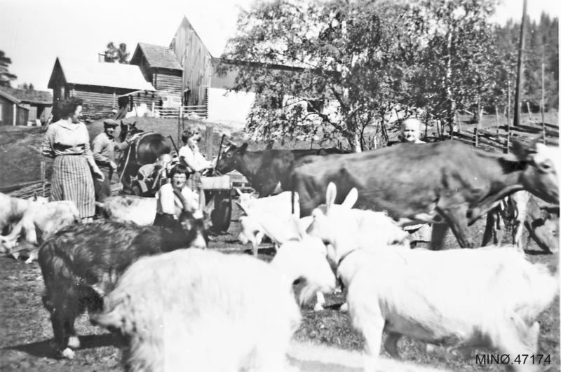 På flyttefot til setra. Lars Engetrøen kjører hest, Greta sitter på lasset, Gudrun og Tove Oddveig i dyreflokken. Ca. 1959.