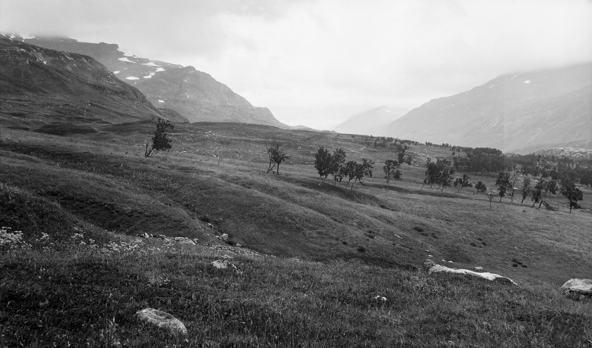 Landskapsfotografi fra Likkavoume i Bardu i Troms.  Daværende skogforvalter Ivar Ruden tok bildet i 1909 for å vise hvordan den "svenske reintrafikken" skadet og hindret framveksten av skog i dette området.  Fotografiet viser (i forgrunnen) et svaktskrånende, grasbvevokst landskap med spredte bjørketrær.  I bakgrunnen fjell med strimer av snø. 
