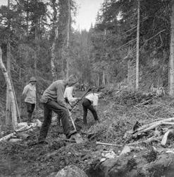"Bygging av skogsvei i Furudal statsskog"