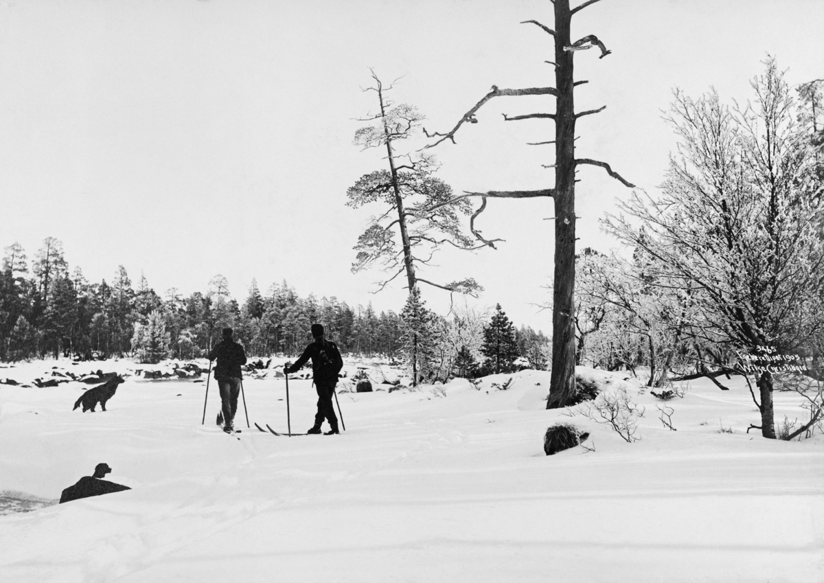 Vinterlandskap ved elva Gløta i Engerdal.  To skiløpere går med ryggen mot fotografen på den snødekte isen langs elvebredden.  De har med seg en mørkhåret hund.  Langsmed elva vokser det furuskog av varierende alder og dimensjon.  Et par digre tørrfururer dominerer vegetasjonsbildet. 