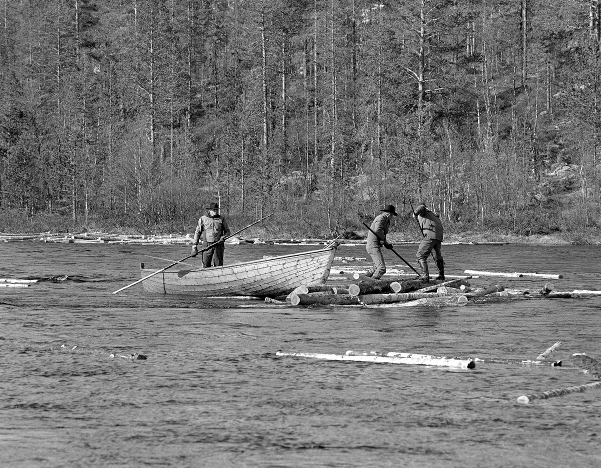 «Båtlag» i aktivitet ved tømmervase ved Myrstadvelta i Femundselva i Engerdal våren 1986.  Tømmerhaugen ser ut til å ha bygd seg opp på ei stein- eller grusør ute i elveløpet.  Stokkene lå hulter til bulter, på rekke, ovenfor det nevnte steinskjæret.  Båtlaget besto av fire mann.  «Framstavnkaren» rodde mens «bakstavnkaren» bisto med manøvreringa i strømmen ved hjelp av ei skåtestang.  De to siste medlemmene av båtlaget var «haugkarer».  Det betydde at de gikk ut av båtene for å «rive» haugene med fløterhaker som arbeidsredskap, for deretter å redde seg opp i båtene igjen når stokkene løsnet.  Da dette bildet ble tatt arbeidet to mann på tømmerhaugen, mens en tredje arbeidskamerat holdt farkosten i en posisjon som skulle gi dem en rettrettmulighet når stokkene var løsnet.  I 1986 ble det fløtet cirka 90 000 kubikkmeter tømmer fra Engerdal og Trysil i Norge over til Sverige og industrien i Karlstad-regionen.  23 menn deltok i dette arbeidet, noe som innebar en betydelig reduksjon etter at fløtinga i sidevassdragene var avviklet.  Tømmeret ble i stedet kjørt med lastebiler til velteplasser, som den dette fotografiet er tatt fra.  Her ble det barket på ambulerende maskiner og - når vannføringa var høvelig - utislått ved hjelp av hjullastere.

Dette fotografiet skal være tatt som ledd i en demonstrasjon for styret i Klaraälvens flottningsförening, som var på befaring langs den øvre delen av vassdraget.