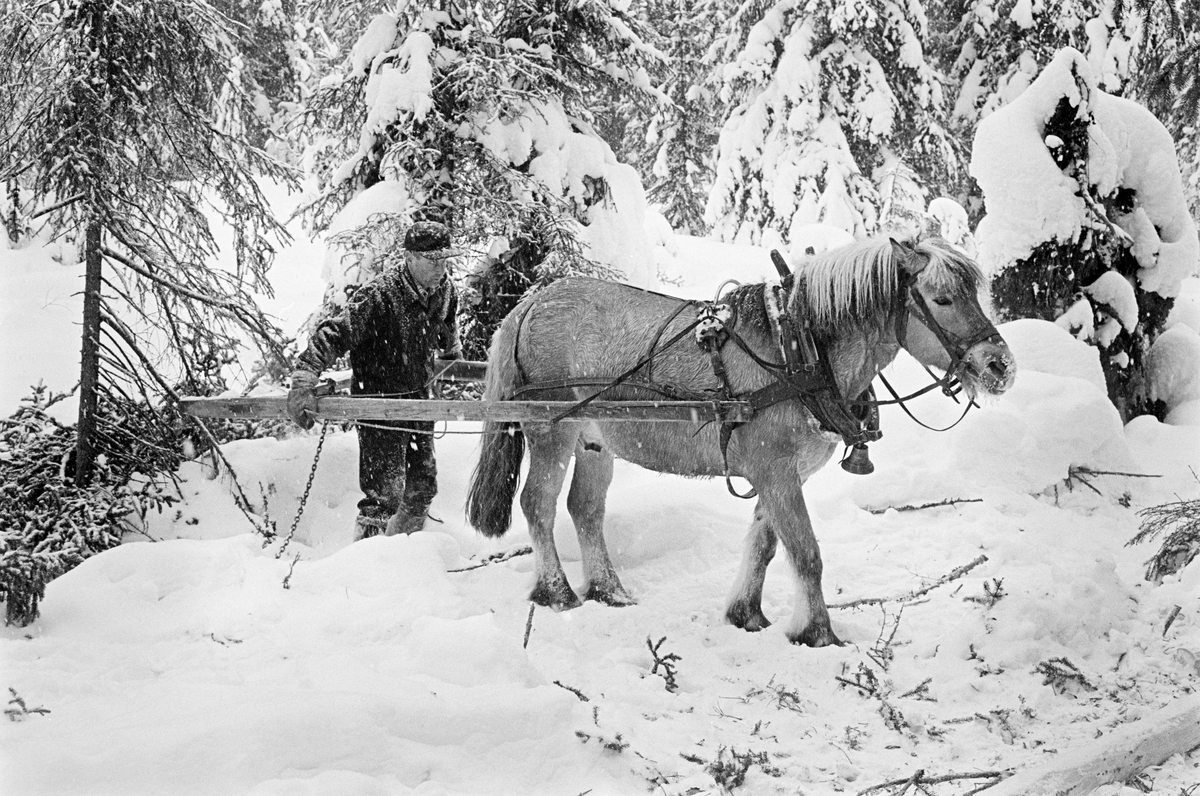 Skogsarbeideren og tømmerkjøreren Ole Rismyr (1931-1984) fra Slettås i Trysil, fotografert under lunning i Nordre Osen (Åmot kommune i Hedmark) i februar 1980.  Da dette fotografiet ble tatt hadde Rismyr kjørt hesten fram til noen barkete granstokker han skulle hente ved den snøpakkete lunnevegen.  Han måtte imidlertid snu for å komme i riktig posisjon for videre transport av tømmerstokkene.  Ettersom «lunnedraget» var et lett redskap, var dette en enkel sak.  Rismyr stilte seg inni draget og løftet den bakre delen mens han gikk i en halvsirkel bak hesten.  Lunnedraget var et enkelt trekkredskap som besto to skjæker som var forbundet med en humul (et kraftig tverrtre) i den bakre enden.  I denne humulen var det to gjennombrudte hull, og ved siden av disse satt det kloformete jernbeslag med spalter for kjettinglekker.  Trosselenkene ble altså tredd gjennom hull («øyer») i stokkendene og de nevnte hullene i humulen, og deretter festet i jernbeslagene.   Deretter kunne stokken slepes på den snøpakkete vegen.  Lunnedraget var et enkelt og billig redskap, men ettersom det slepte stokkene i sin fulle lengde langs marka ble det mye friksjon.  Deet kunne derfor bare lunnes noen få stokker av gangen.  Kjørekaren Ole Rismyr var kledd i mørke vadmelsklær.  Han hadde snøsokker på leggene og skyggelue på hodet.  

Fotografiet er tatt i forbindelse med opptakene til fjernsynsfilmen «Fra tømmerskog og ljorekoie», som ble vist på NRK 1. mai 1981.  Ettersom poenget med denne filmen var å synliggjøre strevet i tømmerskogen i den førmekaniserte driftsfasen, viser den driftsprosedyrer og redskap som bare noen få veteraner fortsatt brukte på opptakstidspunktet.