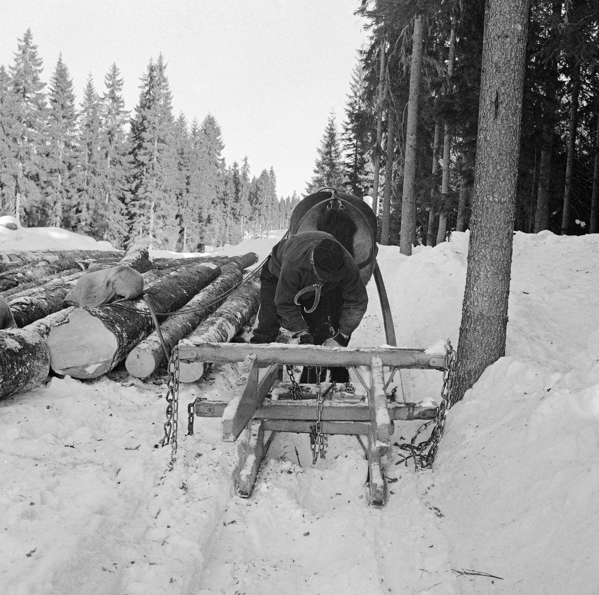 Karinus Loftet Kjører Tømmer Med Hest I Flotta Elverum Rustningen Er En Langholen Rustning 