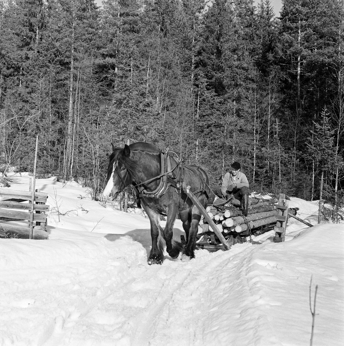 Jørgen Larsen (1919-1988) fra Hernes i Elverum, fotografert under tømmerkjøring med hest i Stavåsen vinteren 1971.  Her er det en dølahest som trekker et forholdsvis stort lass med ubarket grantømmer på en tømmerrustning – en toleddet tømmerslede, som også ble kalt «bukk og geit».  Bildet er tatt idet den går gjennom en åpning i et gjerde – fra skogkledd utmark mot innmark.  Denne hesten hadde bogtresele med ei stoppet ringpute, som er tredd over hodet på dyret slik at den ligger an mot nakken og bringen på trekkdyret.  Derfra går det kraftige drotter (draglær) til orringen, som er plassert i krysningspunktet mellom bukgjorden, bærereimene fra høvret og bakselen.  Bakselen, som ble ført horisontalt fra orringene bakover sidene og rundt øvre del av lårene, var nødvendig for at hesten skulle kunne «holde igjen» i utforbakker.  Hesten ble styrt ved hjelp av tømmer, som er forankret i et munnbitt.  Tømmene ble ført gjennom ringene på høvret, og de var så lange at kjørekaren kunne betjene dem fra en posisjon på tømmerlasset.  På den ene skåka (trekkstanga mellom seletøyet og fronten på sleden) var det festet ei bjelle – «Mora-vekke» - slik at folk skulle høre når det kom en hest med tungt lass på de smale kjørevegene.  Her ble det brukt rustning, og kjørekaren styrte hesten fra en sittende posisjon på den fremre delen av tømmerlasset.  Jørgen Larsen var kledd i mørke vadmelsbukser og lys vindjakke.  Han hadde langskaftete gummistøvler på beina og skjoldlue på hodet.