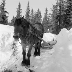 Skogshest på tømmerveg i Vestre Gausdal vinteren 1967.  Hest