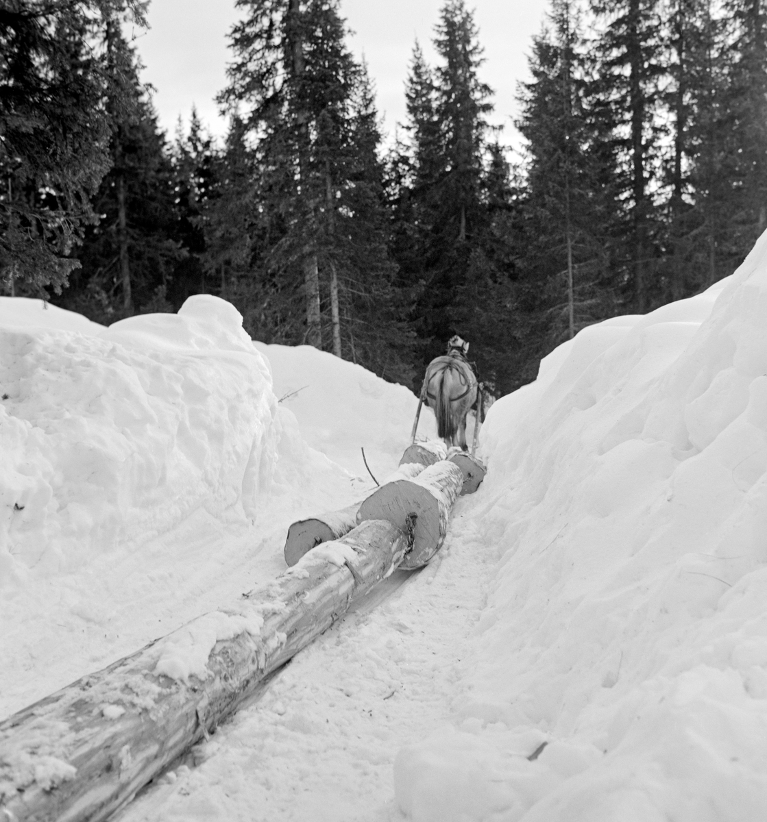 Hankekjøring med hest i Vestre Gausdal i Oppland vinteren 1967.  Fotografiet er tatt fra en vinterveg kjørekarene hadde måkt og tråkket opp i snøen.  I vegbanen ser vi den fremre delen av ei hankevending.  Den besto av parvis like lange, barkete tømmerstokker som var kjedet sammen.  Bindeleddene var såkalte «baklekkjer» - kjettingstumper med «pjekser» (små bleier) i ytterendene.  Hankevendingene ble trukket av en hest med en stutting i front.  Tømmerpartiene som skulle trekkes ned lia på denne måten kunne bli forholdsvis store.  I forbindelse med Norsk Skogbruksmuseums dokumentasjon av hankekjøring i Vestre Gausdal vinteren 1967 ble3 det opplyst at «... Omtren tri tølter [tylfter] er ei normal vending, men under gode førhold har det vori kjørt oppte' hundre stokker».