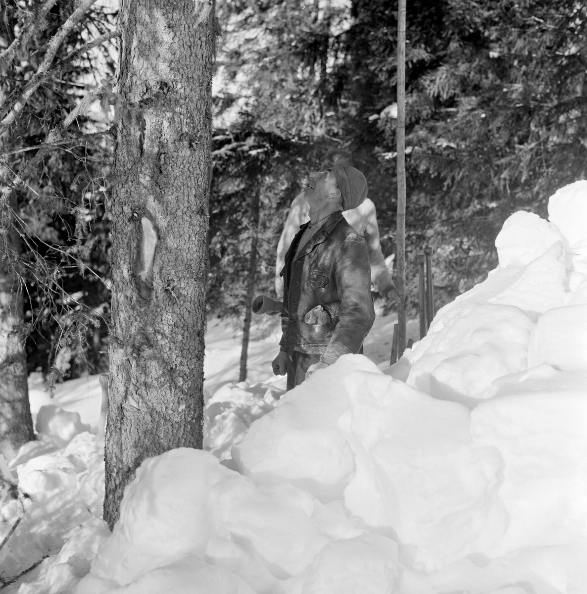 Skogsarbeider Kristoffer Kronberget fra Vestre Gausdal, fotografert under hogst i Bødalen i mars 1967.  Kronberget står ved en blinket granlegg og kikker oppover stammen.  Da fotografiet ble tatt var det djup snø i skogen.  Skogsarbeideren har snø opp til hoftene, men har trolig spadd bort noe av snøen rundt treet for å kunne stubbe lavt.  Med blikket opp mot trekrona vurderte han antakelig hvordan han antakelig fellingsretningen.  Kristoffer Kronberget var kledd i ei mørk skinnjakke med votter i lommene, og han hadde tekstilhatt med brem som skygget for øynene på hodet.  Bak ham skimtes nok en mannsskikkelse, antakelig arbeidskameraten Ottar Gudbjørsrud.  Begge karene var aktører i en film Norsk Skogbruksmuseum produserte om hankekjøring, og stammen fra dette treet var antakelig blant dem som ble kjørt ned den bratte lia under filmopptakene.