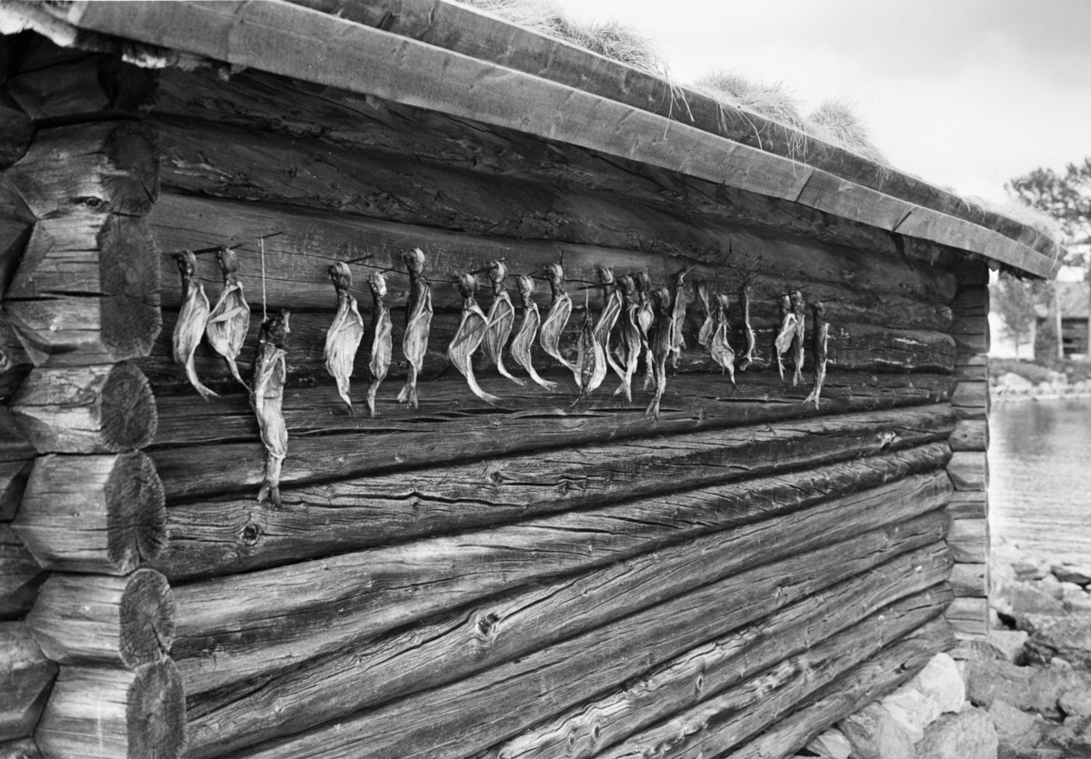 Tørking av harr på naustvegg på Fiskevollen ved Sølensjøen i Øvre Rendalen sommeren 1977.  Fotografiet viser hvordan fiskerne har spikret maget og reingjort fisk med hodene opp og spolene ned på en av veggstokkene.  Tverrspilte pinner i fiskenes mageregion skulle sikre god lufting, og dermed også god tørk.  Tørking var en måte å konservere fisk på, slik at den kunne tas fram igjen og nytes lenge etter at den var fanget.  God tørking forutsatte et værlag som var preget av mye sol og vind, og helst en sesong da insektbestandene var små.  Dette var en årsak til at teknikken helst ble brukt på vårgytende fiskearter.  Denne konserveringsteknikken fortrinnsvis brukt på magre fiskeslag, langs innlandsvassdragene mest på gjedde, abbor og mort.  De feite laksefiskene hadde lett for å harskne ved tørking.  Harr (Thymallus thymallus) er en laksefisk.  I Rendalen har imidlertid denne fiskearten tradisjonelt vært holdt for å være en dårligere matfisk enn ørret, røye og sik.  Den harren vi ser her ble derfor konservert med sikte på at den skulle brukes som hundemat, og da var ikke harskhet like problematisk som når fisken skulle serveres til mennesker. 
