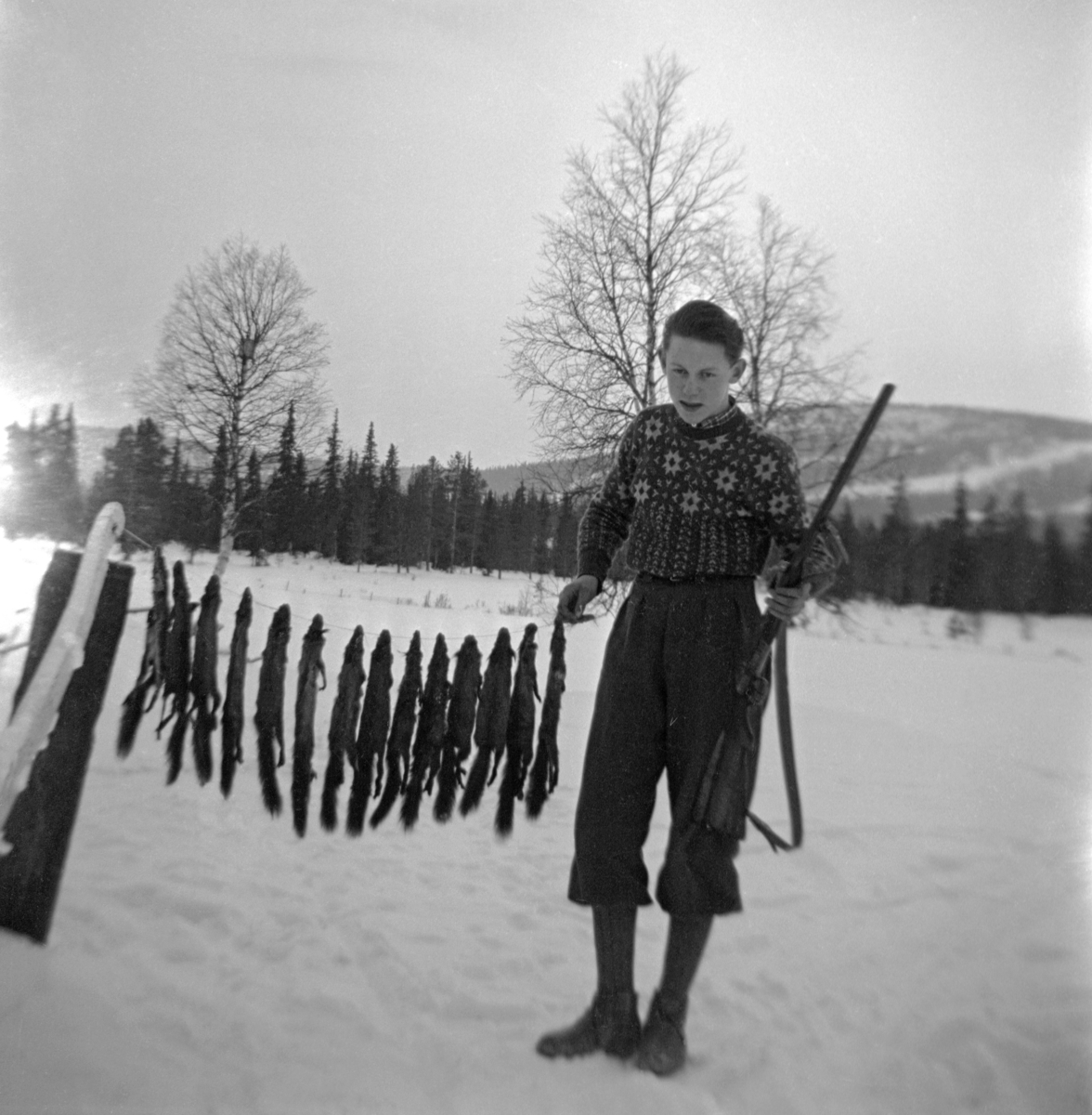 Ung ekornjeger i Trysil i Hedmark, fotografert med gevær og fjorten ekorn, som han åpenbart har skutt den vinteren dette fotografiet ble tatt.  Vi vet ikke hvem den unge mannen er eller når bildet ble tatt, men antrekket (nikkersbukser og en tynn, mønstret genser) og frisyren («bakoversveis») gjør det naturlig å tenke seg at bildet kan være fra andre halvdel av 1940-åra eller 1950-åra.  Jegeren har tredd hodene på ekornene inn på ei snor eller en ståltråd som er forankret i ytterenden av den ene skåka fra en meiedoning, som er lagt mot en cirka en meter høy stolpe.  Jegeren holder den andre enden av snora eller ståltråden i hoftehøyde, slik at de døde gnagerne med sine lange haler trer fint fram mot det snødekte engarealet bakenfor.  Denne unge mannen drev sannsynligvis ekornjakt først og fremst fordi skinnet – gråverk – hadde en betydelig omsetningsverdi.  En annen faktor som, ved siden av jaktopplevelsen, stimulerte til slik jakt, var en viten om at ekorn spiste fugleegg, og dermed bidro til å holde bestandene av andreattraktive, jaktbare arter nede. 