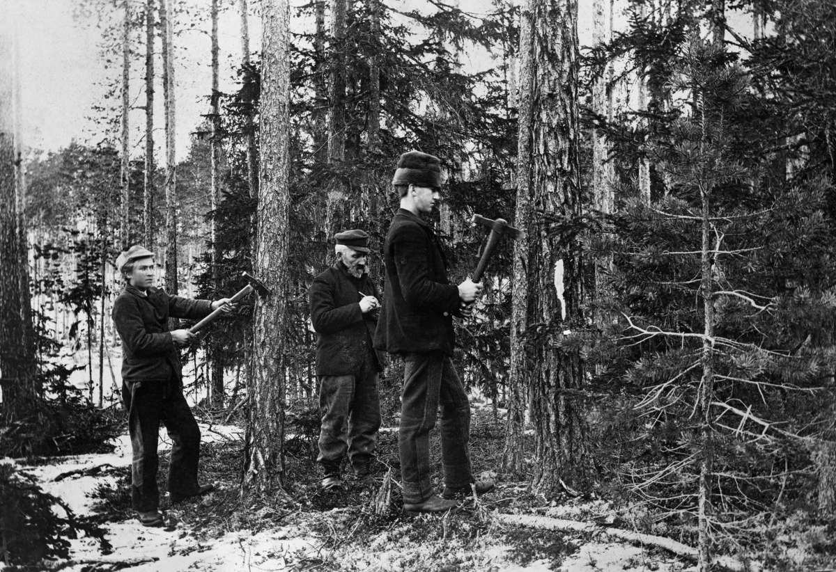 Blinking i furudominert skog tidlig på 1900-tallet.  Her er det tre menn som samarbeider om å velge ut, registrere og merke de trærne som skulle felles, helst slik at gjenstående trær fikk vekstvilkår som gav dem gode utviklingsmuligheter.  En godt voksen mann sentralt i bildet «stikker» de blinkete trærne på ei stikkfjøl med dimensjonsrubrikker, slik at en etter endt blinking kunne regne ut hvor stort kvantum en skulle avvirke.  To yngre menn sto med hver sin blinkeøks ved hver sin furulegg.  Den ene hadde allerede hogd et bless i barken i brysthøyde, slik at skogsarbeiderne som skulle hogge tømmer i denne skogen i løpet av høst- og vintersesongen tydelig kunne se hvilke trær som skulle felles.  Blinkeøksene hadde en plan egg, som ble brukt til å hogge slike bless med, og en profilert egg med skogeierens spesielle symbol, som ble hogd inn i merkeblesset. 
