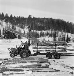 Tømmerkjøring med traktor på Jømna i Elverum kommune i Hedma
