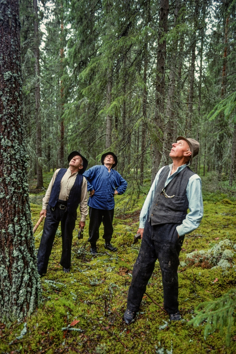 Kjell Haugen, Bjørn Haugen og Ola Kolstad fra Nord-Odal i Hedmark, fotografert i skogen, der de var for å finne det det kalte «flisrajer», emneved til produksjon av takflis.  Her er de fotografert ved en furulegg, med blikket vendt oppover.  Det var ikke furu, men gran som ble mest brukt som flisvirke.  Tradisjonsbærerne foretrakk fortrinnsvis unge, rettvokste trær som hadde stått såpass trangt og skyggefullt til i skogen, slik at de ikke fikk for grov kvist.  Videre foretrakk man trær med rund stammeform framfor slike som hadde jarer eller oval form, som indikerer reaksjonsved på ei av sidene.  Da dette fotografiet ble tatt var det antakelig kvistsettinga og rettvokstheten på trærne i dette skogpartiet karene vurderte.  Fotografiet ble tatt i forbindelse med opptakene til en dokumentarfilm om produksjon av takflis og tekking med slik flis, og karene kledde seg da i et antrekk som gav assosiasjoner til tider da slike tak var vanlige. 