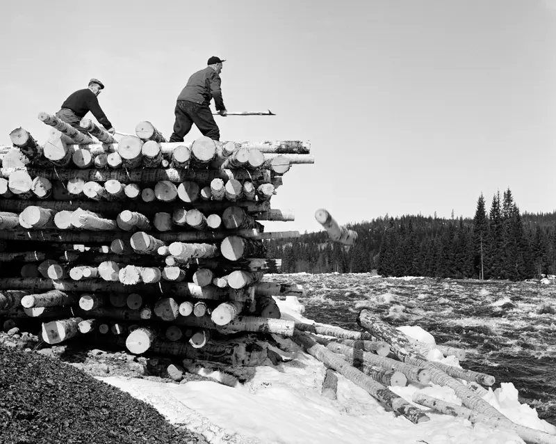 Utislag av floret tømmer i elva Åsta, ei sideelv på Glommas vestside som munner ut sør for tettstedet Rena i Åmot kommune i Østerdalen.  Fotografiet er tatt i den nedre delen av dette elveløpet, på et tidspunkt da elva gikk flomstor og bred, og dermed hadde gode forhold for tømmerfløting.  På dette stedet var barket tømmer tillagt i ei såkalt strøvelte i elveskråningen på sørvestre side av elva.  I praksis innebar dette at det ble lagt to-tre mellomleggsstokker – såkalte «strøstokker – på som underlag med lengderetning noenlunde vinkelrett på elvas strømretning.  På dette underlaget la man ei tett flo av stokker med lengderetningen parallelt med strømretningen, deretter fulgte nye strøstokker og nye floer, lag på lag, inntil velta var passe høg.  Poenget med slik tillegging var å gi tømmeret en viss tørk før fløtingssesongen startet, noe som reduserte faren for at stokkene sank og ble botntømmer før det nådde sorteringslensene nederst i vassdraget.  Denne måten å legge opp tømmeret på innebar også at utislagsprosessen ble enkel.  På dette fotografiet ser vi hvordan to karer med fløterhaker rullet stokkene utfor kanten på strøvelta, slik at de falt ned i en snøskavl ved elvebredden.  Derfra ville de etter hvert bli tatt av strømmen og ført nedover vassdraget.  Dette fotografiet skal være tatt i mai 1969. Fløting av tømmer. Skogbruk. Fløtere. Tømmerfløtere.