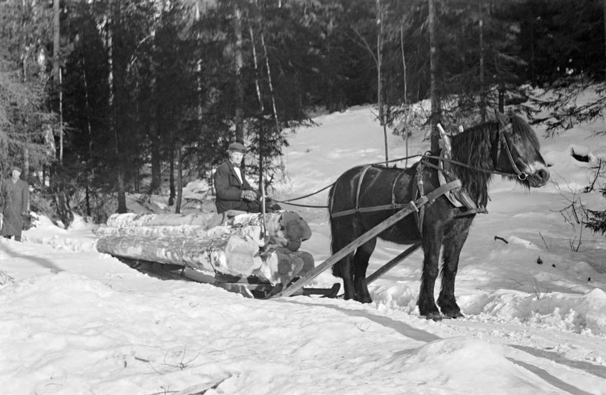 Dølahest med tømmerlass og kjørekar, fotografert i Gjerpen i Telemark vinteren 1952.  Fotografiet er tatt skrått forfra.  Hesten sto stille, på en tømmerveg i skog der gran var dominerende treslag.  På sleden, en såkalt «rustning», lå det fem furustokker som til sammen skal ha hatt et volum på to kubikkmeter.  Rustningen var et todelt sledetype – også kalt «geitdoning» eller «bukk og geit».  Den fremre sleden – «bukken» - hadde dreibar bank og var forbundet med den bakre ved hjelp av ei kjettingtrosse.  Dette gjorde denne sledetypen smidig og fleksibel på svingete tømmerveger i staupete terreng.  Lasset ble holdt på plass ved hjelp av tverrgående kjettinger, som ble strammet opp og låst ved hjelp av såkalte bendebjørner.  På den fremre delen av lasset satt tømmerkjøreren med en striesekk som sitteunderlag og med beina vendt mot venstre i forhold til det som i fartsretningen var venstre side av lasset.  Dette var sannsynligvis Einar Godal (1921-1961), og fotografiet er antakelig tatt i skogen som hørte til eiendommen Godal (gnr. 41, bnr. 1) i Gjerpen.  Til venstre i bildet skimtes en frakkekledd mann, sannsynligvis en skogfunksjonær som var på befaring.