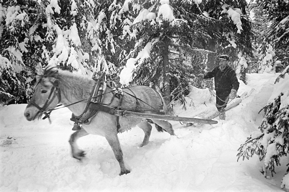 Skogsarbeideren og tømmerkjøreren Ole Rismyr (1931-1984) fra Slettås i Trysil, fotografert under lunning i Nordre Osen (Åmot kommune i Hedmark) i februar 1980.  Bildet viser hvordan hesten (en fjording) trakk tømmeret fram på snødekt mark ved hjelp av et lunnedrag.  Dette var et enkelt trekkredskap som besto to skjæker som var forbundet med en humul (et kraftig tverrtre) i den bakre enden.  I denne humulen var det to gjennombrudte hull, og ved siden av disse satt det kloformete jernbeslag med spalter for kjettinglekker.  Trosselenkene ble trukket gjennom hull i stokkendene og de nevnte hullene i humulen, og deretter festet i jernbeslagene.  Kjørekaren gikk bak lunnedraget, ved siden av stokkene, med tømmene i hendene.  Fotografiet er tatt i forbindelse med opptakene til fjernsynsfilmen «Fra tømmerskog og ljorekoie», som ble vist på NRK 1. mai 1981.  Ettersom poenget med denne filmen var å synliggjøre strevet i tømmerskogen i den førmekaniserte driftsfasen, viser den driftsprosedyrer og redskap som bare noen få veteraner fortsatt brukte på opptakstidspunktet.