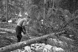 Skogsarbeider Gustav Tallakstad (1911-1982) fra Lardal i Ves