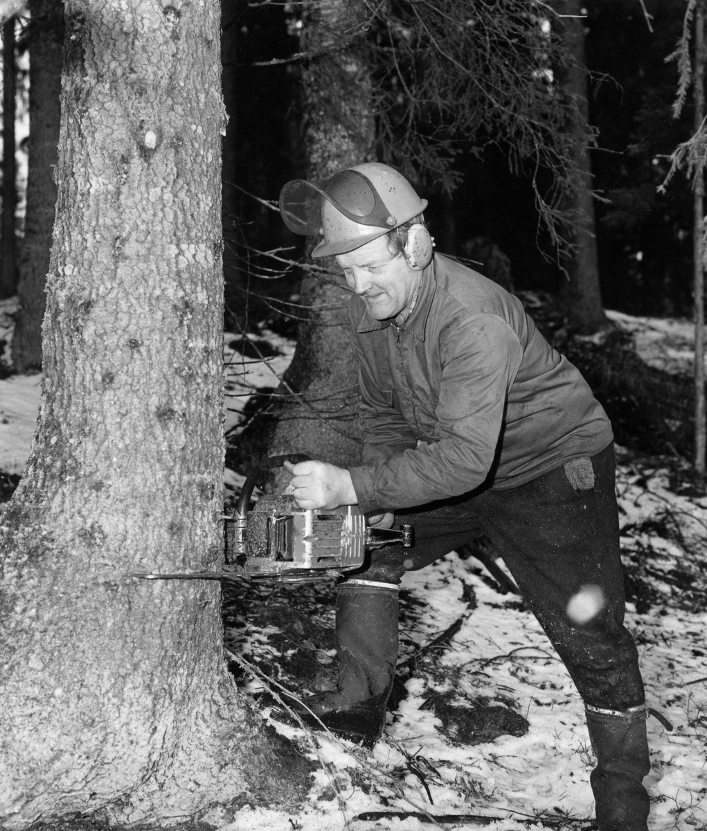Skogsarbeideren og forfatteren Hans Børli (1918-1989) i arbeid med motorsaga i 1969.  Fotografiet er tatt med blits i forholdsvis mørk granskog.  Børli sto med sagsverdet mot rotsonen på ei gran, tilsynelatende klar til å lage et felleskår.  Han var kledd i mørke vadmelsbukser, hadde beavernylonjakke på overkroppen og hjelm med visir og øreklokker på hodet.  Fottøyet var gummistøvler.  Visiret på hjelmen var oppslått, antakelig for å gjøre det mulig for fotografen å ta et portrettbilde.  Det er tvilsomt om saga var i gang.  Hans Børli var født og oppvokst på et lite, avsidesliggende bruk i Eidskog i Sør-Hedmark.  Han hadde skogsarbeid som hovedyrke, men var også en meget produktiv forfatter.  Han gav ut 23 diktsamlinger (+ 3 utgivelser som kom posthumt), og det er først og fremst som lyriker han har høstet anerkjennelse.  Men Børli har også utgitt litteratur av mer fortellende karakter, herunder også en sjølbiografi.  Mye av det han skrev hentet motiver fra det miljøet han levde og arbeidet i, og han omtales derfor ofte som «skogens dikter».  Børli var ellers en samfunnsengasjert mann, og han skrev også om livssyn, angst og død.  Mange av diktene hans har fått melodier, og noen er oversatt til andre språk.  Børli fikk Kritikerprisen i 1970 og Dobloug-prisen i 1972.  Tidlig på 1970-tallet var han også nominert til Nordisk råds litteraturpris.